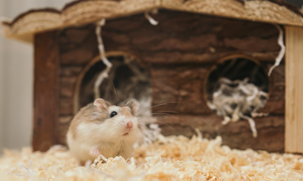 Read more about the article Ein Hamster ist kein Kuscheltier – Wie sieht artgerechte Hamsterhaltung aus?